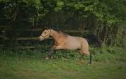 Ponette Connemara origines sport