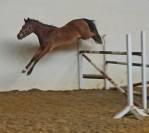 Poneys  d de sport