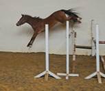Poneys  d de sport