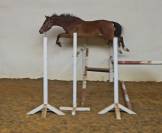 Poneys  d de sport