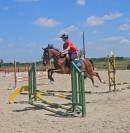Poneys  d de sport
