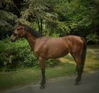 Jument  d'amateur  4 ans 