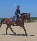 Jument  d'amateur  4 ans 
