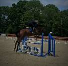 Jument  d'amateur  4 ans 