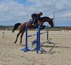Jument  d'amateur  4 ans 