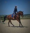 Jument  d'amateur  4 ans 