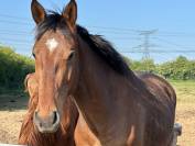 Caballo castrado Silla Francés En venta 2022 Bayo