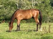 Caballo castrado Silla Francés En venta 2022 Bayo