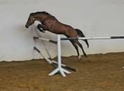 Poneys d sport 4 ans
