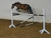 Poneys d sport 4 ans