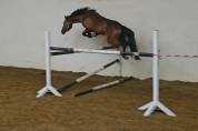 Poneys d sport 4 ans