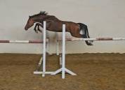 Poneys d sport 4 ans