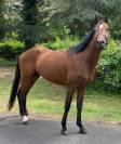 Poneys d sport 4 ans
