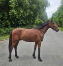 Petit cheval oc 3 ans polyvalent 
