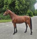 Petit cheval oc 3 ans polyvalent 