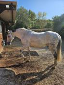Cheval espagnol pure race