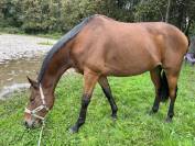 Cheval Pur - sang à vendre 