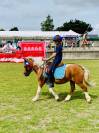 Castrone Shetland In vendita 2012 Pezzato