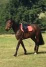 Cheval Hongre 
