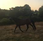 Cheval Hongre 