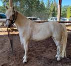 Vends cheval Connemara 