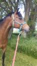 Demi pension poney