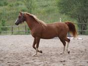 Cheval pur sang arabe. 