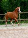 Cheval pur sang arabe. 
