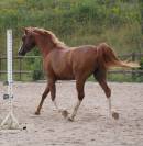 Cheval pur sang arabe. 