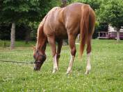 Cheval pur sang arabe. 