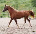 Cheval pur sang arabe. 
