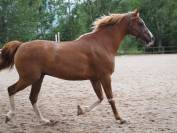 Cheval pur sang arabe. 