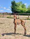 PSL Filly by Ofensor MAC x Escorial