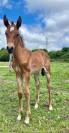 PSL Filly by Ofensor MAC x Escorial