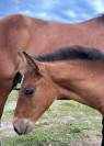 PSL Filly by Ofensor MAC x Escorial