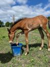 PSL Filly by Ofensor MAC x Escorial