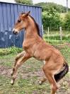 PSL Filly by Ofensor MAC x Escorial