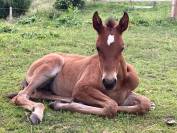 PSL Filly by Ofensor MAC x Escorial
