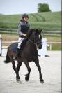 Poney Connemara PP 11 ans VENDRE/LOUER