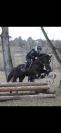 Poney Connemara PP 11 ans VENDRE/LOUER