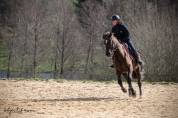Poney Connemara PP 11 ans VENDRE/LOUER