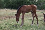 Poulain 2025 Cso 