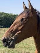 Adorable Espagnol 2 ans