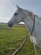 Poulain 2025 par Looping EPDJ 