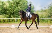 13 year old seasoned horse!