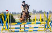13 year old seasoned horse!