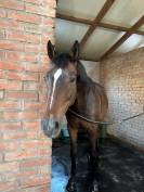 13 year old seasoned horse!