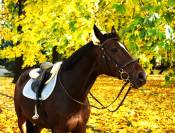 13 year old seasoned horse!