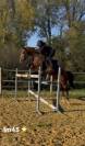 Cheval à vendre Trotteur Français reformé de 8 ans