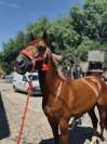 Cheval à vendre Trotteur Français reformé de 8 ans